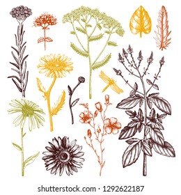 Floral elements collection. Vector hand drawn herbs. Vintage garden or field plants illustration. Summer flowers and weeds. Medicines and cosmetics ingredients. Engraved style.