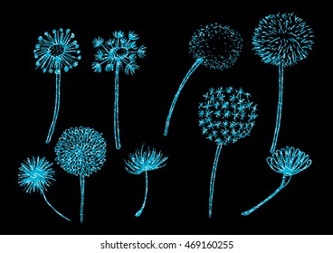 Floral Elements for design, dandelions.Sketchy style.