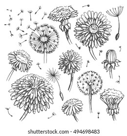 Floral elements for design, doodle ink dandelions. EPS10 Vector illustration