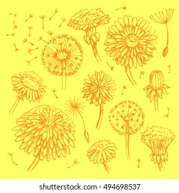 Floral elements for design, doodle ink dandelions. EPS10 Vector illustration