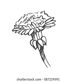 Floral elements for design, doodle ink dandelion