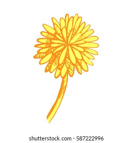 Floral elements for design, doodle ink dandelion