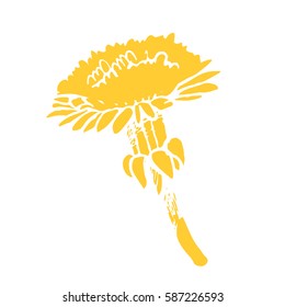 Floral elements for design, doodle ink dandelion