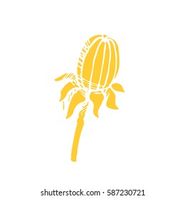 Floral elements for design, doodle ink dandelion