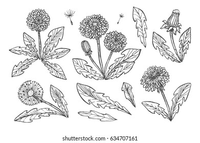 Floral elements for design, doodle ink dandelion set