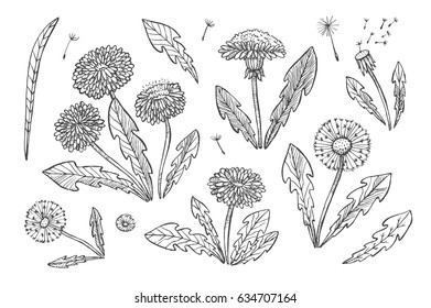 Floral Elements For Design, Doodle Ink Dandelion Set