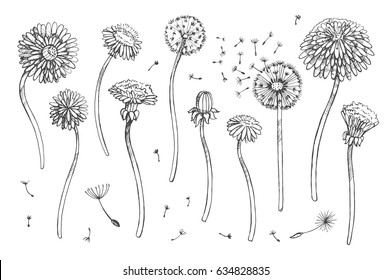 Floral Elements For Design, Doodle Ink Dandelion Set