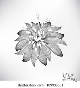 Floral Elements for design, EPS10 Vector background