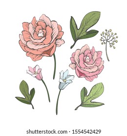 Floral elements for design. Set of flowers and leaves isolated on white background. Vector illustration.