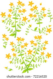 Floral elements for design, vector illustration, St.John's Wort (Latin: Hypericum perforatum)