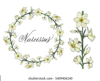Floral elements with narcissus.Round frame, endless pattern brush. Template for romantic and wedding design, posters, greeting cards, advertisement. Narcissus hand written in copperplate script.
