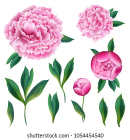 Floral Elements Set with Pink Blooming Peony Flowers, Leaves and Buds. Hand Drawn Botanical Flora for Decoration, Wedding Invitation, Patterns. Vector illustration