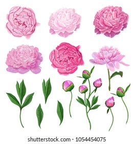 Floral Elements Set with Pink Peony Flowers, Leaves and Buds. Hand Drawn Botanical Flora for Decoration, Wedding Invitation, Patterns. Vector illustration