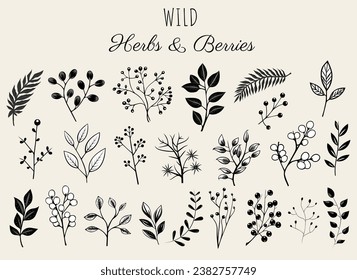 Conjunto de elementos florales, hierbas silvestres y bayas. Ilustración botánica monocroma. Plantas aisladas a mano.