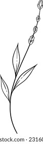 Floral elements, Wildflower line art design, Grass line art