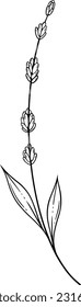Floral elements, Wildflower line art design, Grass line art