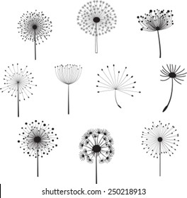 Floral Elements for you design with different  dandelions. Vector