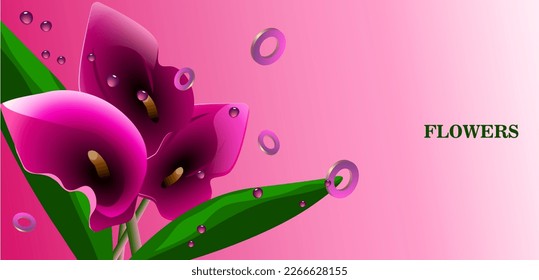 Floral fantasy banner template for greetings, invitations or celebrations. Pink calla lilies on a delicate background