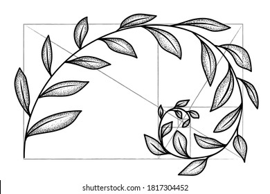 Floral fibonacci spiral. Sketch of  harmony concept, golden ratio. Vector illustration