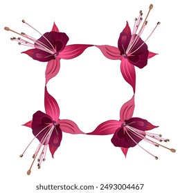Floral frame with blooming flowers of purple fuchsia plant. On white background. 