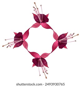 Floral frame with blooming flowers of purple fuchsia plant. On white background. 