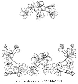 Floral frame with cherry flowers on white background. Vector illustration with place for text.  Greeting card, invitation or isolated elements for design.