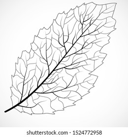 Floral frame design. Isolated leaf illustration element. Silhouette vector. Eco design vector illustration. Organic texture. Leaf nature icon