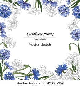 Floral frame for text with white and blue cornflowers. For decoration, paper, cards, greetings. Vector illustration
