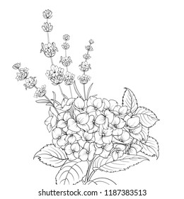 Floral garland of lavender and hydrangea isolated over white background. Spring bouquet of flowers in line sketch style. Vector illustration