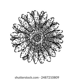 floral gerbera daisy hand drawn. bouquet petal, garden blossom, nature chamomile floral gerbera daisy vector sketch. isolated black illustration