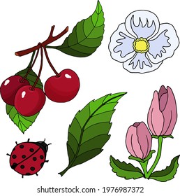 Floral graphic elements: cherry on a branch, flowers, ladybug, leaves. Vector nature set