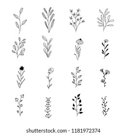 Floral Graphic elements Set. Set of hand drawn floral vector elements. Isolated.
