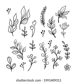 Floral graphic elements vector set. Flowers and plants hand drawn illustrations. Leaves and branches.