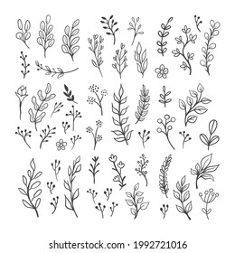 Floral graphic elements vector set. Flowers and plants hand drawn illustrations. Leaves and branches.