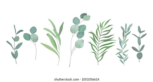 Floral greenery set with eucalyptus branch. Vector illustration. Watercolor style