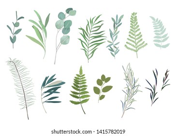 Floral greenery set with eucalyptus branch. Vector illustration