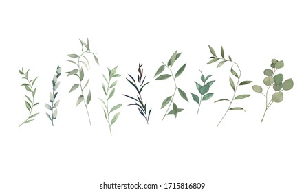 Floral Greenery Set With Eucalyptus Branch And Herbs On White Background. Botanical Collection. Vector Illustration