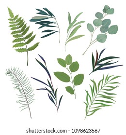 Floral greenery set with eucalyptus and fern branch. Vector illustration. Watercolor style