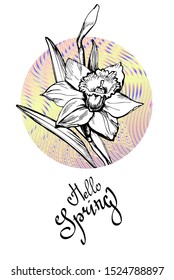 Floral greeting card with Hand Drawn flower Daffodil, Narcissus on gradient round form background isolated on white and lettering calligraphic phrase Hello Spring. Vector manual llustration.