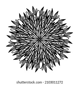 Floral, hand drawn aster mandala flowers in doodle style isolated on white background. Funny and cute coloring for seasonal design, textile, decoration kids playroom or greeting card. Chrysanthemum.