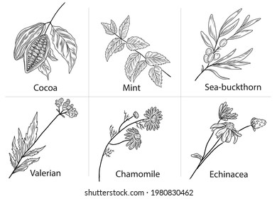 Floral hand drawn collection of sea buckthorn, peppermint, valerian, echinacea, cacao beans, chamomile flower, herbs