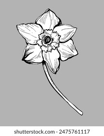 Floral hand drawn design element of daffodil flower full bloom isolated on grey. For floral greeting card, fabric, home textile, cover. Vector illustration.