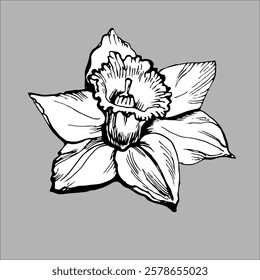 Floral hand drawn element of daffodil flower full bloom isolated on grey. For floral greeting card, fabric, home textile, cover. Vector illustration.