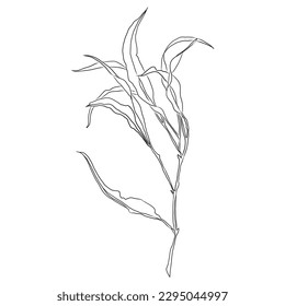 floral hand drawn ink outline design