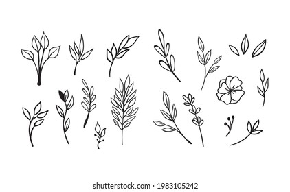 Floral and herbal ornament hand drawn designs. Leaves and branches nature doodles.