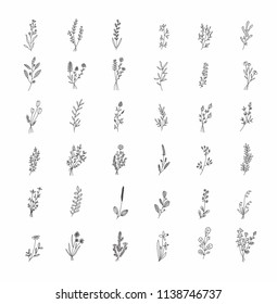 Floral And Herbal Set. Graphic Collection With Fantasy Field Herbs. Hand Drawn Elements. Botanical Elements For Design On A White Background. Sketch Of Branch, Foliage,leaves, Berries