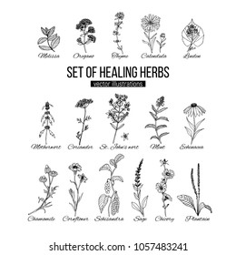 Floral and herbal, set of healing herbs. Vector hand drawn set with herbs and spices. Sketch illustration. Botanical elements for design on a white background. Sketch of branch, foliage,leaves.