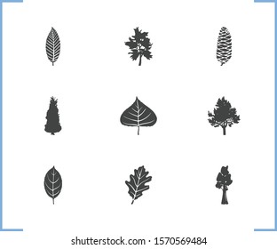 Floral icon set and fir tree cone with pine tree, thuja and sequoia. Hornbeam leaf related floral icon vector for web UI logo design.