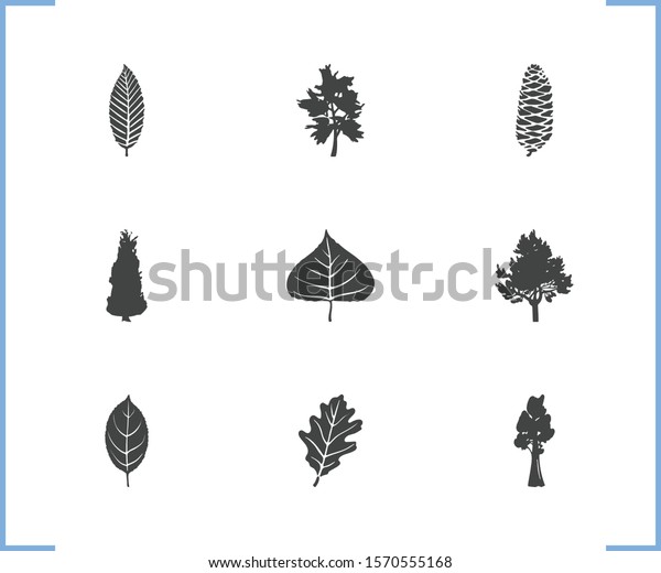 Floral icon set and fir tree cone with pine tree,\
thuja and sequoia. Hornbeam leaf related floral icon vector for web\
UI logo design.