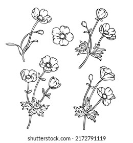 Floral illustration, hand drawn flowers, vector buttercups isolated on white background. 